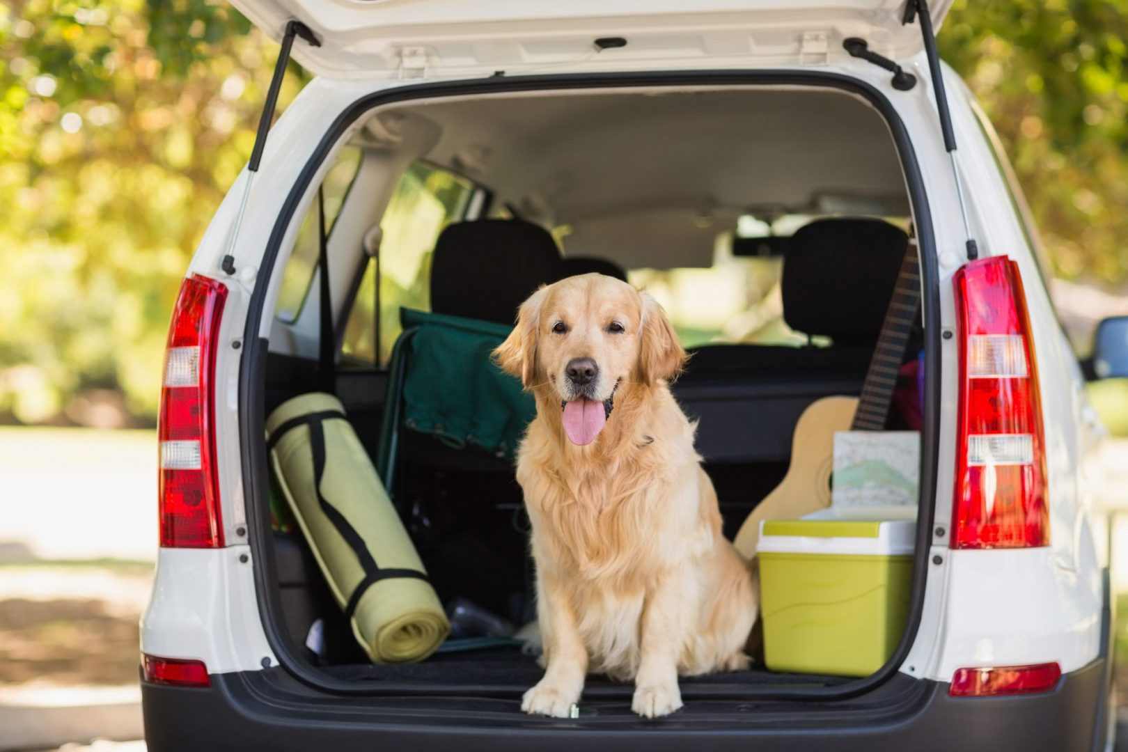 Domestic Dog In Car Trunk